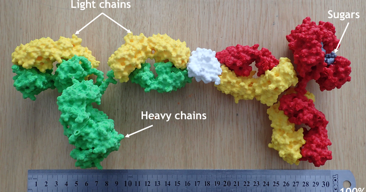 3D printed antigen-antibody molecule
